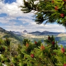 A sprawling valley with large snow capped mountains in the background. Framing the photo is the blooming branches of a whitebark pine tree. 