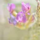 A close-up photo of a small purple/pink flower