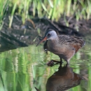 Wading Virginia rail searches for food in a shallow pool of water. Green vegetation surrounds the hunting spot as the birds image reflects in the water. 
