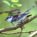 Male cerulean warbler in tree at Big Oaks NWR