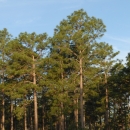 Longleaf pine forest
