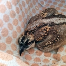 An osprey chick in a basket lined with a towel