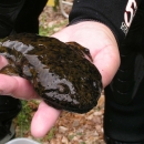 A biologist holds an Ozark hellbender