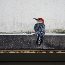 Red-bellied woodpecker perched on a building