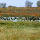 A group of long-necked, long-legged birds stand in the water surrounded by marsh vegetation. 