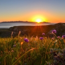 A sunrise peeking over a field of flowers
