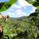 Lanscape of tropical foliage framed by banana leaves on both sides, with rolling hills in the distance