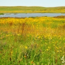 Native Mixed Grass Prairie on Sand Lakes WMD