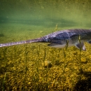 An American paddlefish with a long flat snout, swimming underwater. 