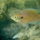 A photo of a small olive green fish swimming underwater over rocks. 