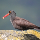 black oystercatcher on a rock
