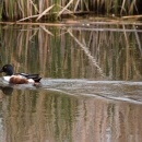 Male Northern Shoveler observed at J Clark Salyer National Wildlife Refuge