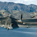 A group of large, white pelicans fly over a lake surrounded by desert mountains.