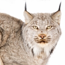 a cat facing the camera with black tips on its ears