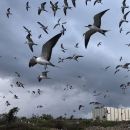 Thousands of sooty terns fly in front of an abandoned building on Johnston Atoll. Grey skies are in the back.