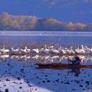 Kayaking in one of the refuge pools, a group of American white pelicans in the background