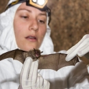 Female biologist standing in cave, in protective white suit with headlamp, holding a small gray bat.