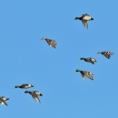 flock of flying mallard ducks dropping in to land