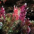Bright red coral juts out from brown coral. 