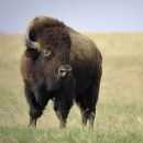 Bull bison standing on the prairie