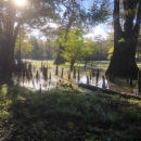 A flooded bottomland forest with spires of cypress knees jutting from water and sun glinting on water