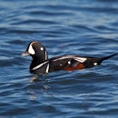 Harlequin Duck at SPT