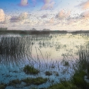 A foggy wetland with birds swarming overhead.