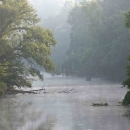 River channel spanned by trees on misty morning