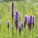 A field of prairie blazing star in bloom along the prairie