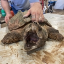 An alligator snapping turtle with open mouth facing camera as he is being held down from behind by biologist.
