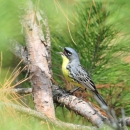 A small bird sings while perched on a branch of a pine tree.