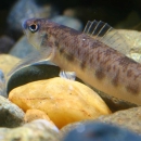 A small fish with a tan underbelly and brown markings.