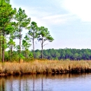 Vista of Bayou Heron, marsh grass and pine trees. 