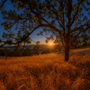Sun through Oregon white oak trees on Baskett Butte at Baskett Slough Refuge