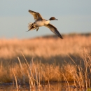 Northern Pintail in flight over wetland