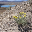 Yellow flowers of White Bluffs bladderpod on a rocky outcropping above a river