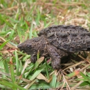 A rescued young alligator snapping turtle on a grassy field.