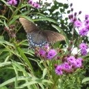 A black butterfly with iridescent blue perches on a spray of purple, pom-pom-shaped flowers