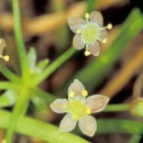 Multi-head 5-petal, white-maroon-tinted flowers in bloom with green stems