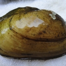 Arkansas fatmucket