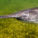 A lone paddlefish swimming.
