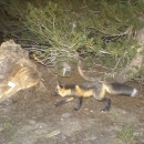 a black and orange-colored fox runs through a forest at night