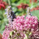 An orange and black butterfly perches on a flowering plant
