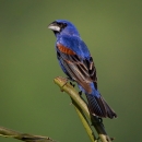 Blue, black & brown bird perched on a branch