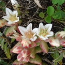A plant with white and pink flowers