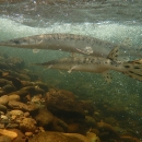 Two long-bodied fish swimming in a river