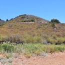 hill covered entirely with green and brown plants