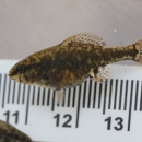 Marbled brown fish being measured. Nose of fish is at the 10.5 centimeter mark and the tail is at the 13.5 centimeter mark