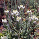 Salt March bird's beak plant with purplish white blooms