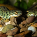 A green newt with black spots and yellow eyes